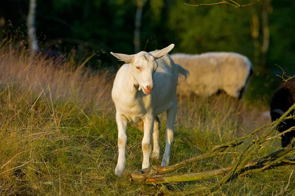 Geit Westruper Heath Bij Haltern — Stockfoto