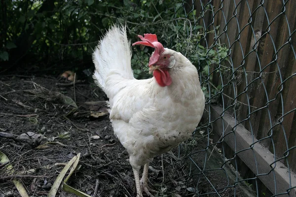 Vacker Utsikt Över Vacker Fågel Naturen — Stockfoto