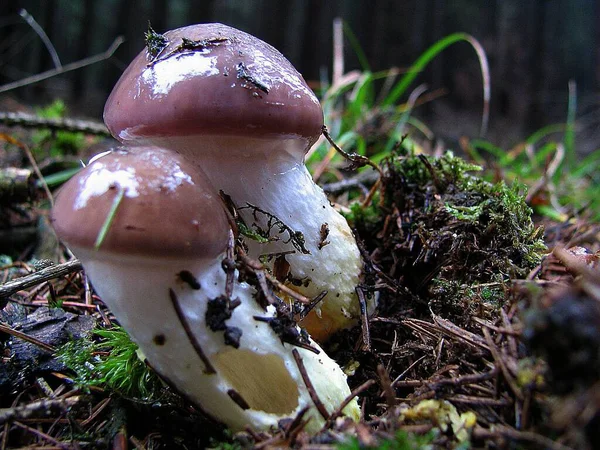 Wzrost Grzybów Botanika Przyrodnicza Flora Grzybów — Zdjęcie stockowe