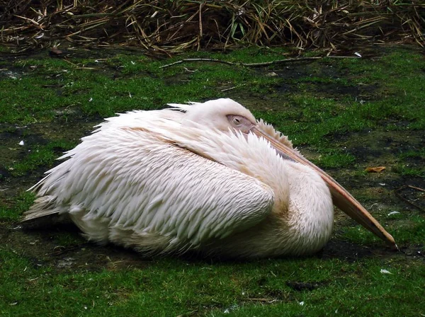 Visto Zoológico Krefeld Gravado Com Sony Dsc — Fotografia de Stock