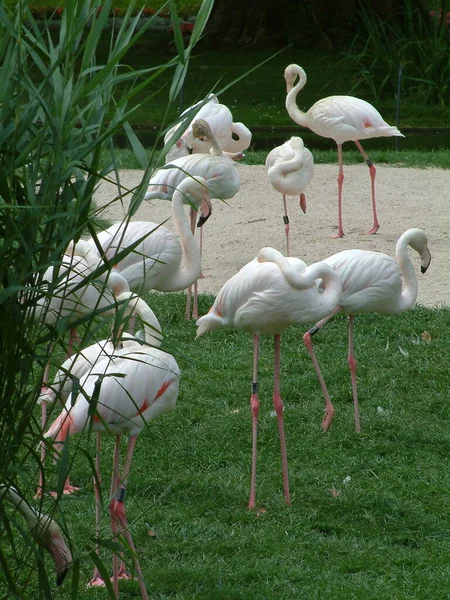 Vista Panorâmica Flamingos Majestosos Natureza — Fotografia de Stock