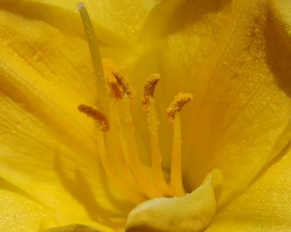 Sárga Virág — Stock Fotó