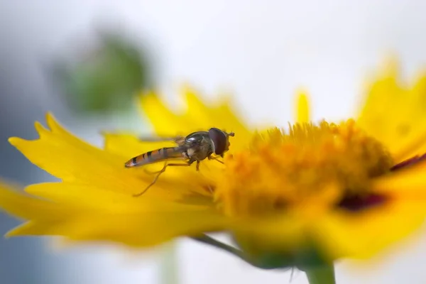 Vue Rapprochée Insecte Nature — Photo