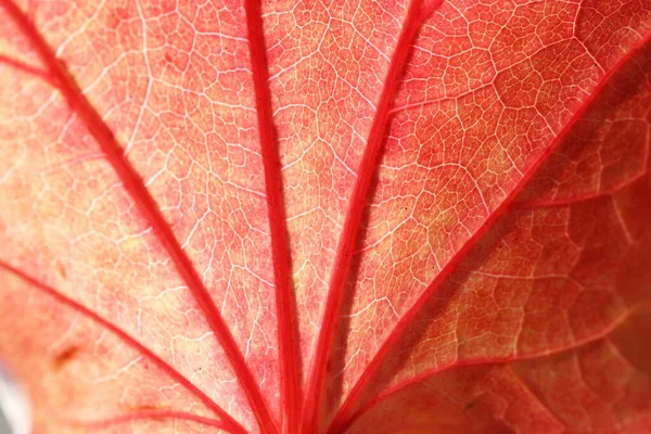 Jesienny Liść Tło Tekstury — Zdjęcie stockowe