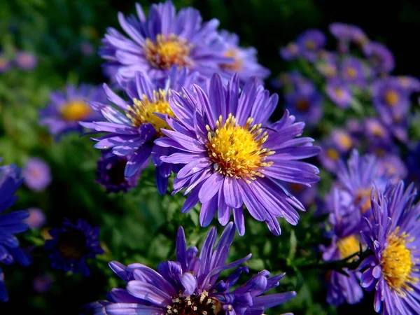 Vackra Blommor Blommigt Koncept Bakgrund — Stockfoto