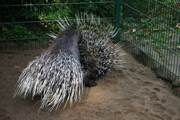 Ich Wollte Dich Nicht Aus Spaß Fernhalten Ging Ziemlich Schnell — Stockfoto