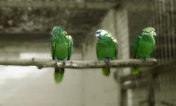 Eles Simplesmente Ignoraram Não Importa Quanto Tempo Durou — Fotografia de Stock