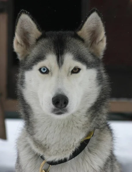 Außenaufnahmen Von Niedlichen Hunden — Stockfoto