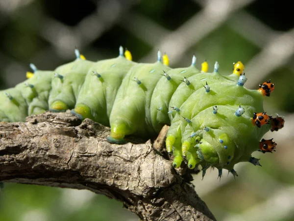 Nahaufnahme Makro Ansicht Von Raupen Insekt — Stockfoto