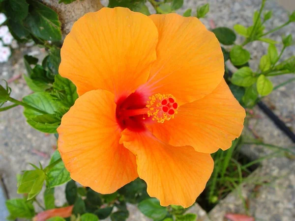 Cênica Bela Flor Hibisco Colorido — Fotografia de Stock