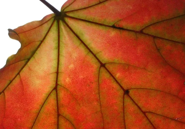 Dedaunan Musim Gugur Yang Indah — Stok Foto