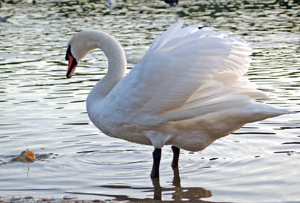 Schilderachtig Uitzicht Prachtige Vogel Natuur — Stockfoto