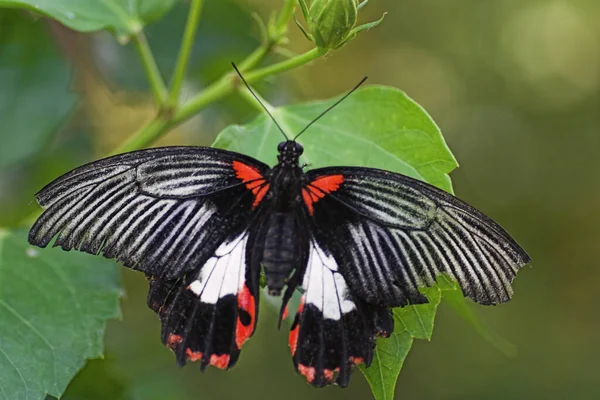 Probablement Papilio Memnon Asie Sud Est Mais Suis Pas Tout — Photo