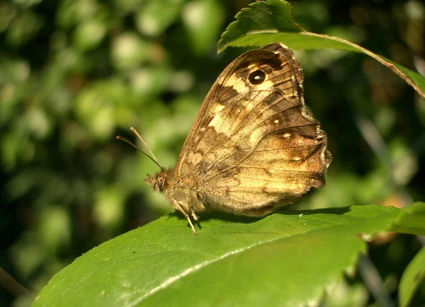 Close Van Een Insect Wilde Natuur — Stockfoto