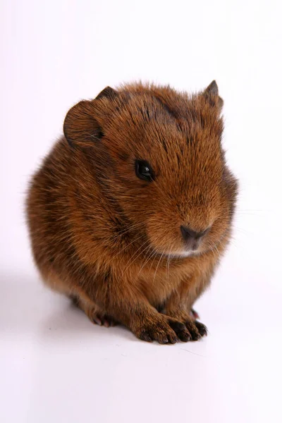 Niedliche Braune Hamster Auf Weißem Hintergrund — Stockfoto