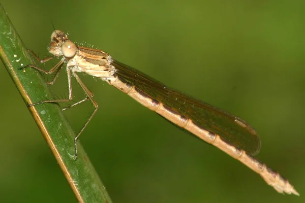 Common Winter Dragonfly — Stock Photo, Image