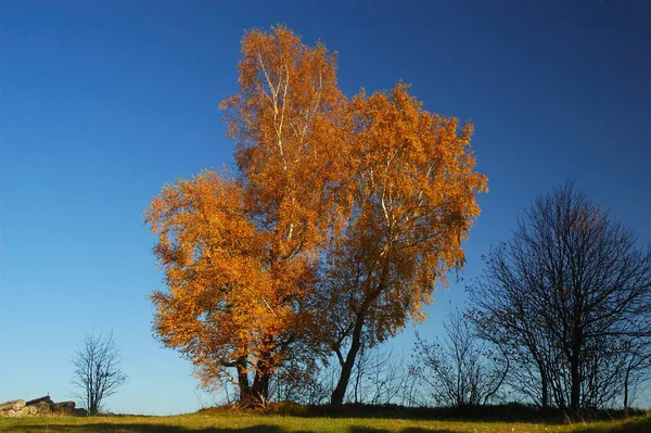 Осінь Готценвальді — стокове фото