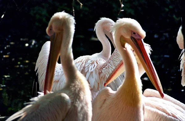 Vacker Utsikt Över Vacker Pelikan Naturen — Stockfoto