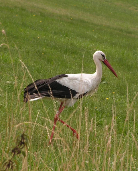 Storch Auf Nahrungssuche — Stockfoto