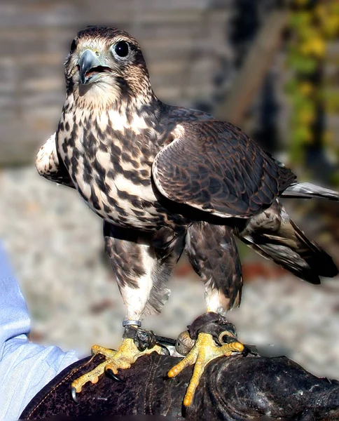 Vue Panoramique Bel Oiseau Nature — Photo