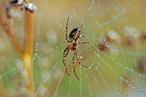 Örümcek Örümcek Ağı Tuzak Böceği — Stok fotoğraf