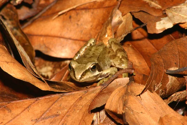 草のカエルや小さな両生類 — ストック写真