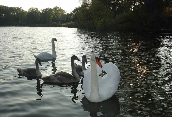 Zicht Prachtige Vogel Natuur — Stockfoto