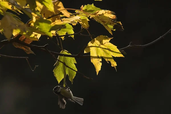 Цветочные Листья Деревьев — стоковое фото