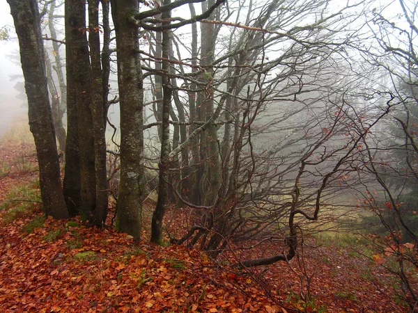 Jour Automne Feldberg — Photo