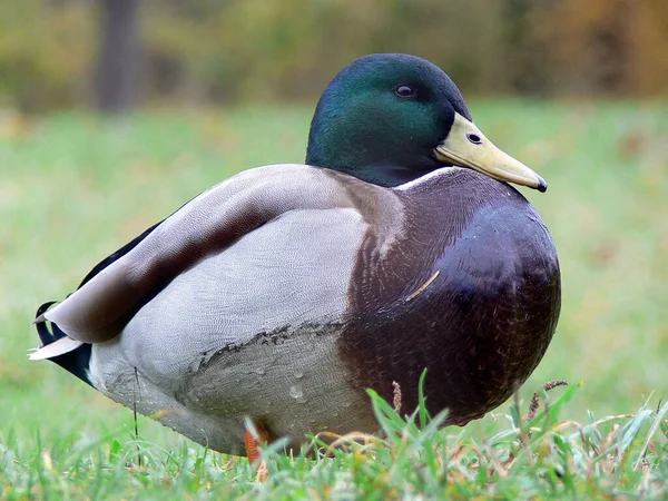 Pohled Krásného Ptáka Přírodě — Stock fotografie