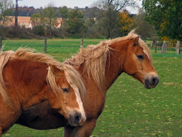 Cavalos Cais — Fotografia de Stock
