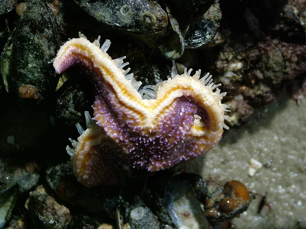 Zeesterren Waterdieren — Stockfoto