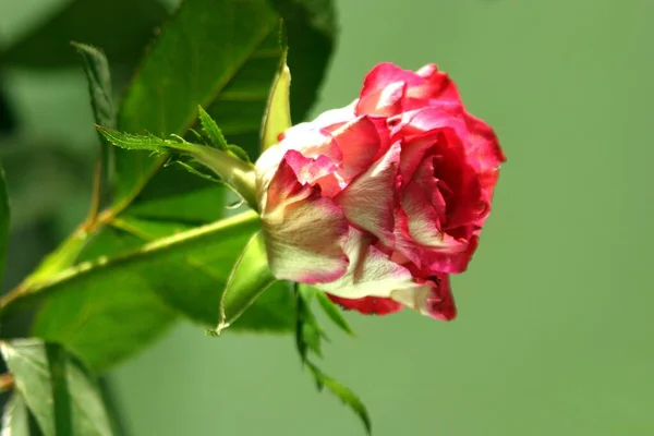 Krásný Botanický Záběr Přírodní Tapety — Stock fotografie