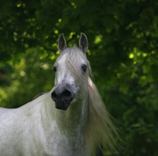 Carino Cavallo Natura Selvaggia — Foto Stock