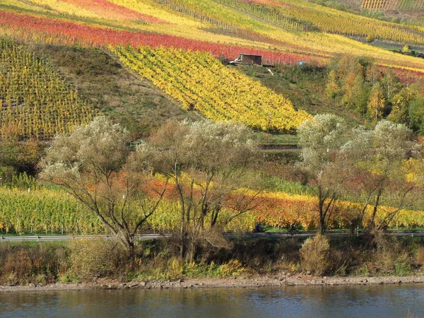 Hermoso Follaje Colorido Otoño — Foto de Stock