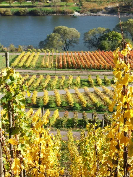 Die Mosel Ist Ein Fluss Der Durch Frankreich Luxemburg Und — Stockfoto