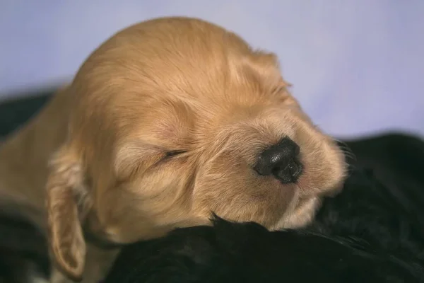 Porträt Eines Süßen Hundes — Stockfoto