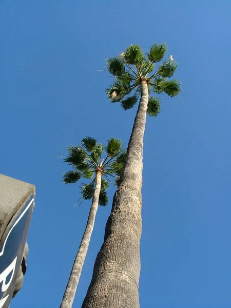 Palmeras Crecen Cielo —  Fotos de Stock