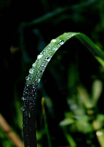 Gotas Rocío Mañana Hierba Cerca — Foto de Stock