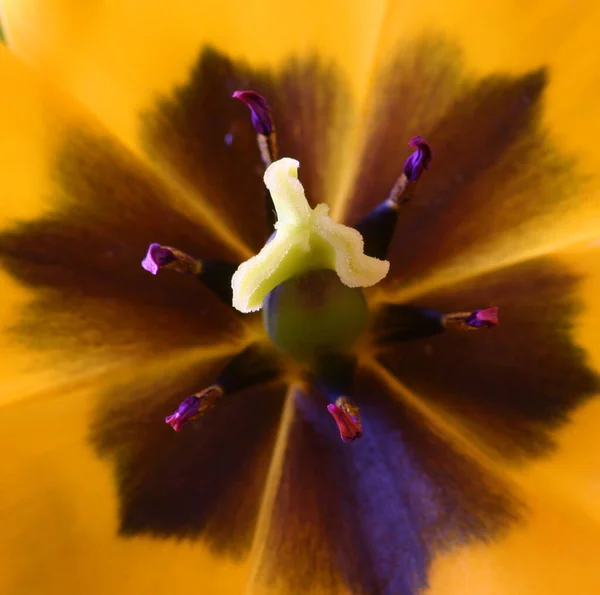 Vista Panoramica Bellissimi Fiori Tulipano — Foto Stock