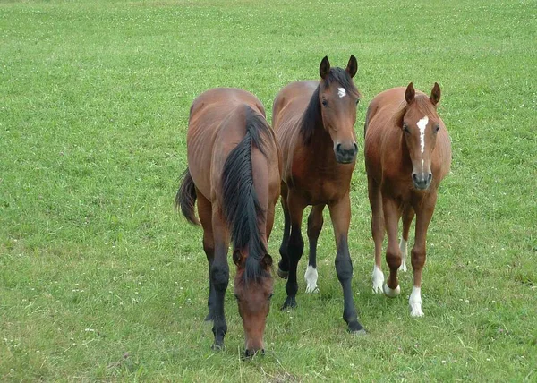 昼間は屋外の馬 — ストック写真