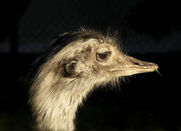 Ζωικό Πτηνό Στρουθοκαμήλου Άγρια Ζώα — Φωτογραφία Αρχείου