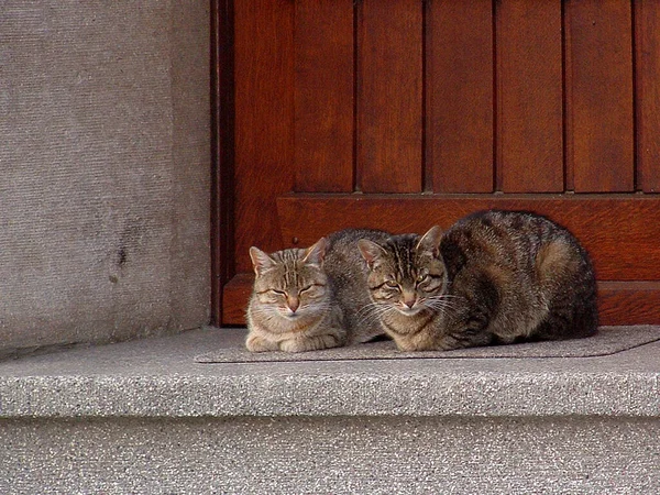 Çatıdaki Kedi — Stok fotoğraf