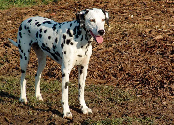 Dalmatský Pes Černobílý Mazlíček — Stock fotografie