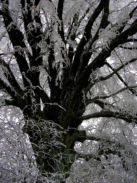 Schwarz Weiß Foto Eines Baumes — Stockfoto