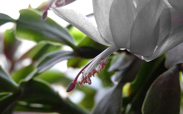 Naturalmente Cactus Natale Non Come Ottenuto Sulla Stella Natale Grazie — Foto Stock