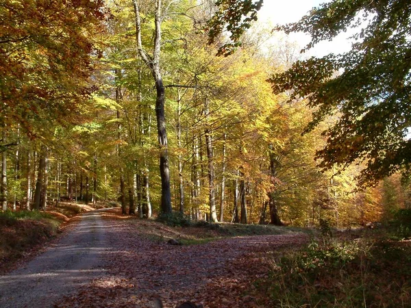 Bosque Otoño Hojas Coloridas —  Fotos de Stock