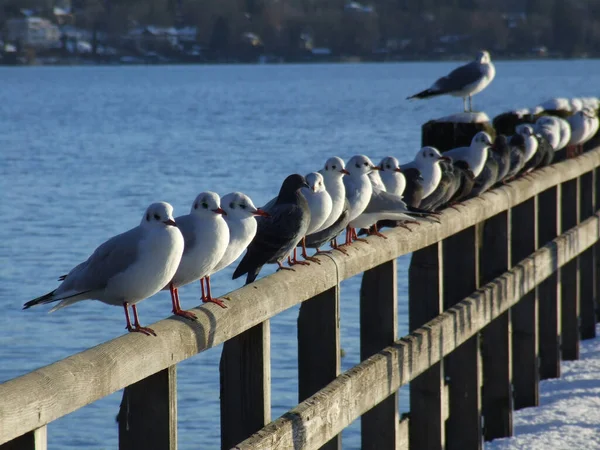 Mooi Een Rij — Stockfoto