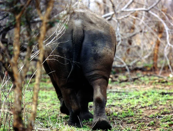 Afrikanisches Nashorn Tier Flora Und Fauna Afrikanisches Nashorn — Stockfoto