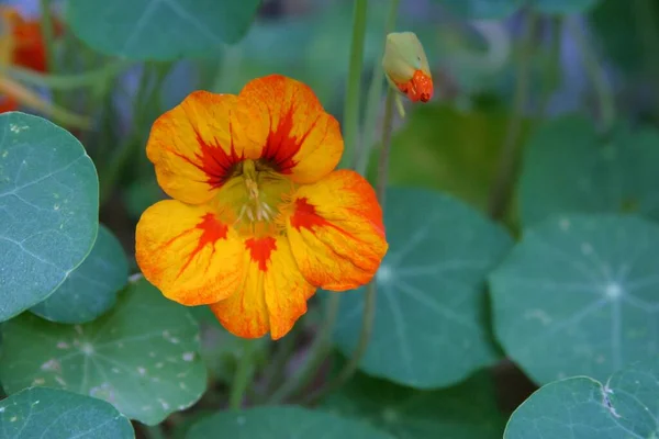 Sarı Çiçekler Tropeolum Majus Bahçe Nasturtium Hint Teresi Keşiş Teresi — Stok fotoğraf